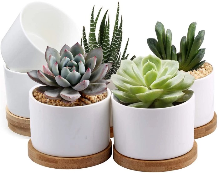 Small plant pots for succulents