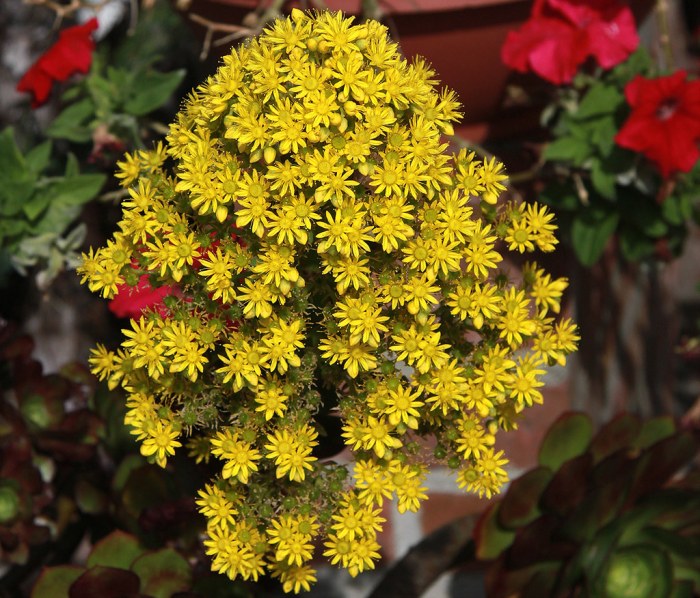 Succulent plant with yellow flowers