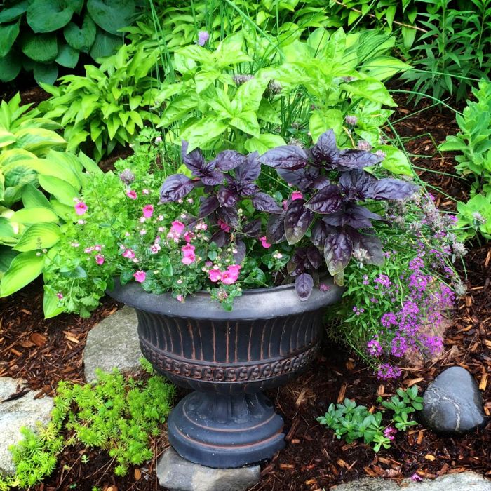 How to plant basil in a pot