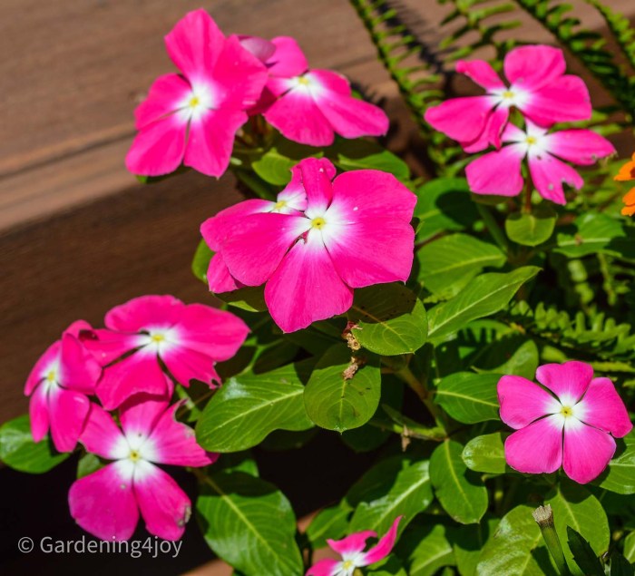 Madagascar national isalo park flower wild visit audleytravel