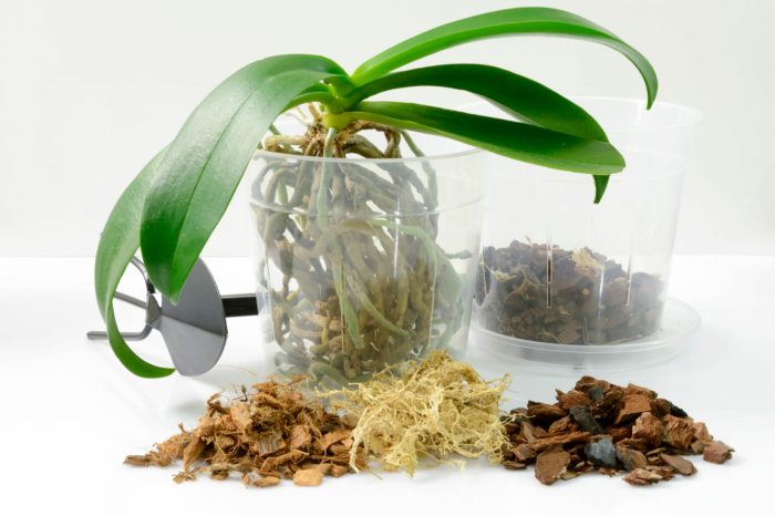 Orchid plant potting mix