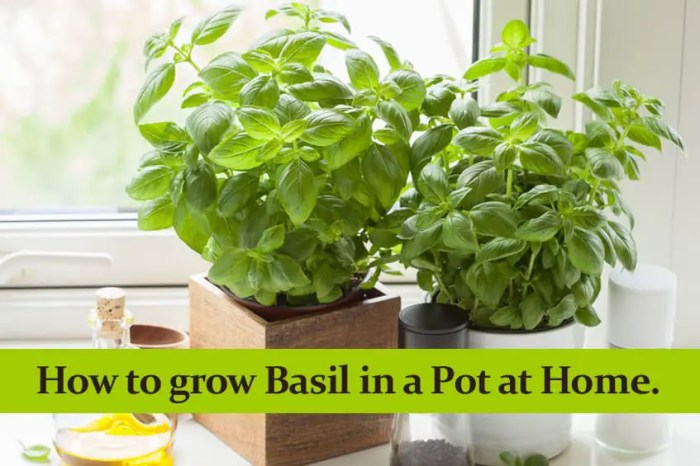 How to plant basil in a pot