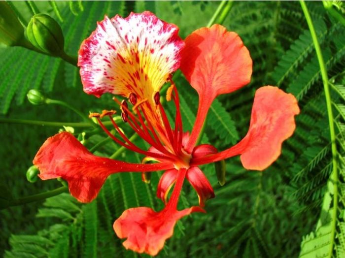 Royal madagascar flowering plant