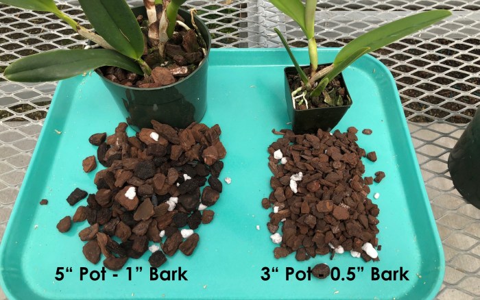 Orchid plant potting mix