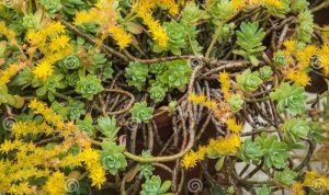 Succulent plant with yellow flowers