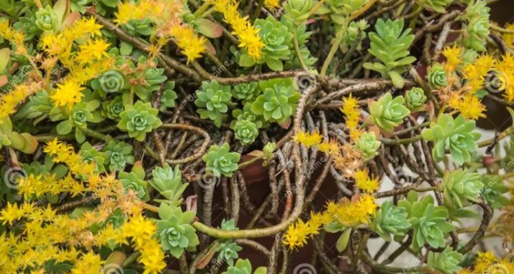 Succulent plant with yellow flowers