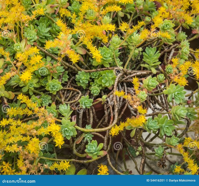 Succulent plant with yellow flowers