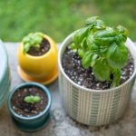 Basil growing containers