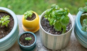 Basil growing containers