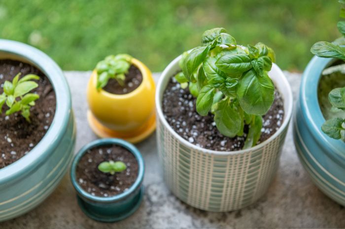 Basil growing containers