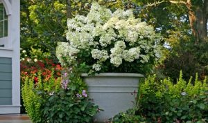 Can you plant hydrangeas in a pot