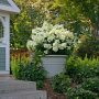 Can you plant hydrangeas in a pot