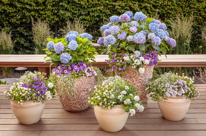 Can you plant hydrangeas in a pot