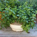 How to plant mint in a pot