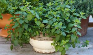 How to plant mint in a pot