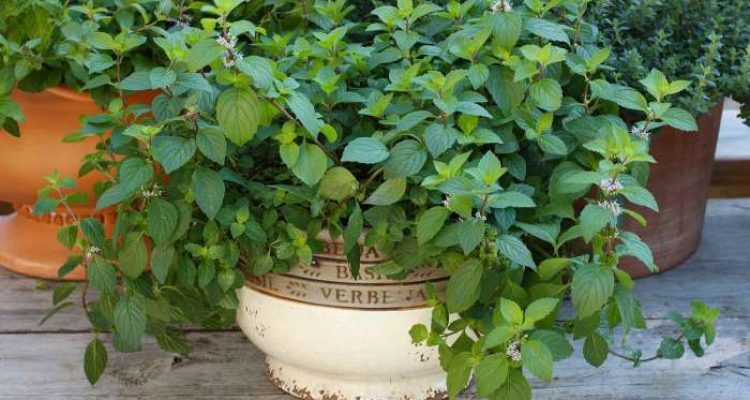 How to plant mint in a pot