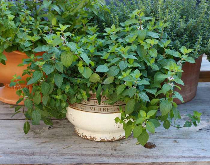 How to plant mint in a pot