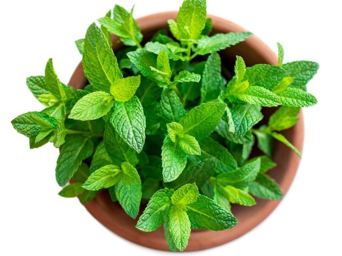 How to plant mint in a pot