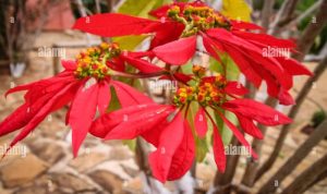 Royal madagascar flowering plant