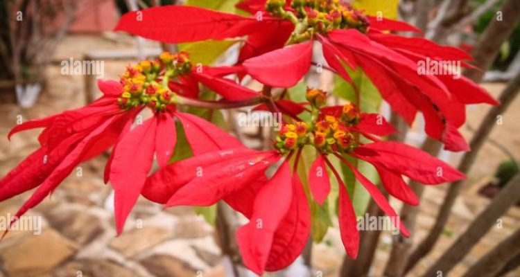 Royal madagascar flowering plant