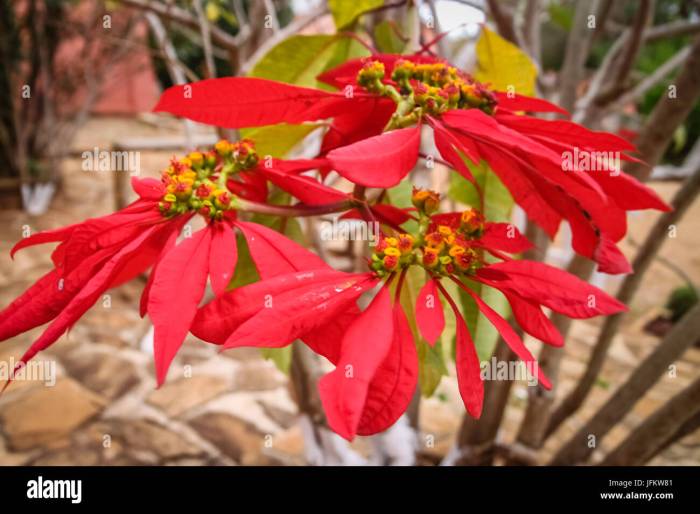 Royal madagascar flowering plant