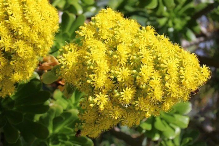 Succulents blooming